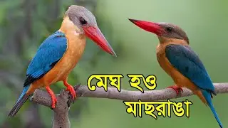 মেঘ হও মাছরাঙা | Stork Billed Kingfisher | Types Of Kingfisher