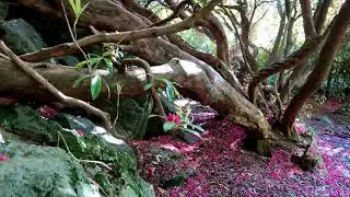 Blooming Deer Park, Howth, Dublin, Ireland, 4K