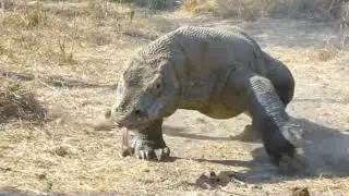 Watch Out‼A Huge Komodo Dragon Walking😱😱