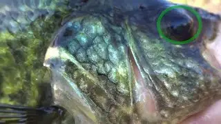 Fall Bass Fishing an Urban(ish) Pond