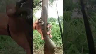 Muzzleloader gun | टोपीदार बंदूक ।  Desi banduk.