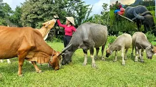 buffalo pull cart carrying corn. Using a corn kernel separator-L&yacute; Hương-Daily Life