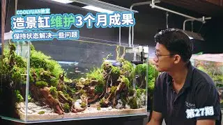 造景缸维护3个月成果ep27