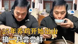 2025年养鸡500只开始出山了，娄娄也炖只吃犒劳下自己【海派小娄娄】#娄娄 #初心园 #海派小娄娄