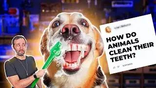Why Don't Animals Get Cavities Without Brushing?!