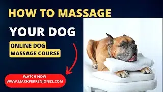 Master Dog Massage Techniques: Improve Your Pet&rsquo;s Health and Relaxation