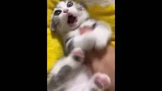 Cute cats playing and running around  #animals #viral #cat