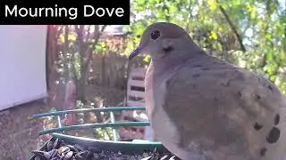 Florida Backyard Bird Feeder