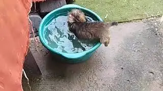 Banho da pirata