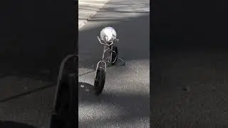 Cockatoo Parrot Riding a Bicycle!!!