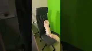 My cat destroys my gaming chair! #gaming #cat #kittycat