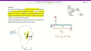 The Temporomandibular Joint (TMJ) as a Lever | Medical Physics | فيزياء طبية