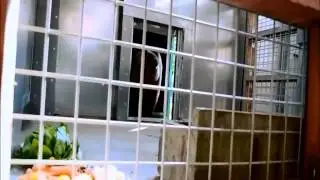 De 2 beren van dierenpark De Zonnegloed : het verhaal!