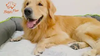 Bingopaw Pet Dog Pad Bed for Medium Large Dogs Zippered Cover Removable Bolster M/ L/ XL/ XXL