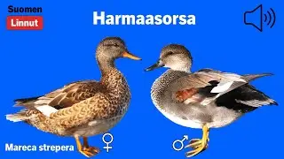 Harmaasorsa - Anas strepera - Gadwall - snatterand - ANASTR