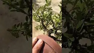 The fertility of Pyracantha bonsai material #bonsai #bonsaitree #bonsaiplant