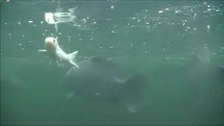 Beelden van mijn koi karpers.