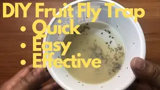 DIY Fruit Fly Trap | How to Quickly, Easily, and Effectively Get Rid of Fruit Flies in Your House