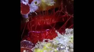Exotic Electric Clam Ctenoides  Glowing