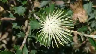 Photos of West Australian Wildflowers at Eneabba &Western Flora Caravan Park