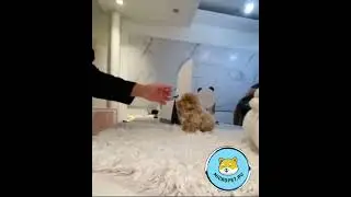 Микро Мальтипу из Кореи на сайте www.micropet.ru