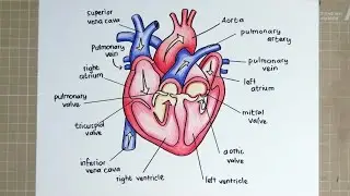 How to Draw THE HUMAN HEART ANATOMY 