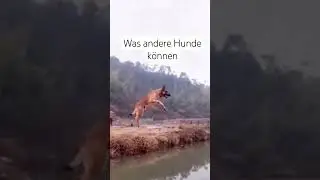 Hunde fails
