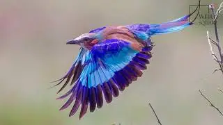 Interesting facts about lilac breasted roller by weird square