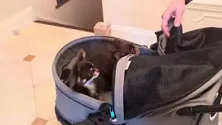 HPZ Pet Rover Prime 3 in 1 Luxury Dog Cat Stroller Review