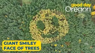 Giant smiley face of trees returns to Oregon hillside