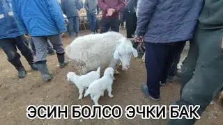 ЭСИН БОЛСО ЭЧКИ БАК ОШ УЧКУН МАЛ БАЗАРЫ баалары соонун