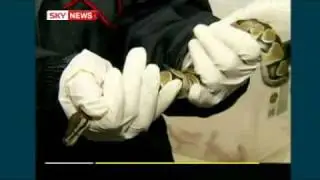 !!NORWEGIAN SMUGGLER TAPES SNAKES TO BODY!!