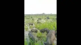 amazing pigs, hog, boar,funny pig ,pigs facts