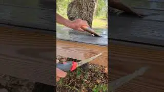 How to Fillet Fish (Cichlads), fast and easy! #fishcleaning #fish #fishing