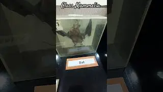 classification of animals:-class Mammelia.