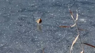 In INVERNO PETTIROSSO ai LAGHETTI di TAIO VALLAGARINA TRENTINO 