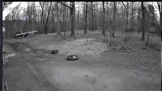 Twisted Hart Chicken Live Stream