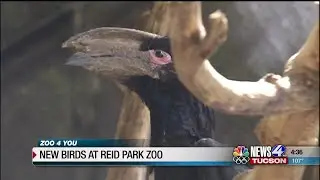 Zoo 4 You: New birds at the Reid Park Zoo