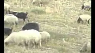 Gorani sdeq hawrami
