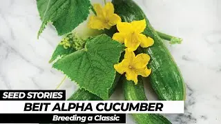 SEED STORIES | Beit Alpha Cucumber: Breeding a Classic