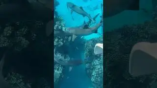 Swimming with reef sharks in Kuata Island, Fiji #travel #fiji #sharks
