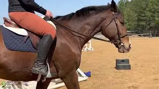 Rein Aids - American System of Forward Riding