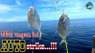 Mancing Dasaran dengan UMPAN TERBAIK || FULL strike ikan putih (cepa) || bottom fishing