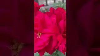 Red 🌹 Rose #rose