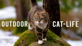 Calico Cat's Forest Adventures - Cute Cat Compilation