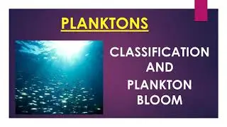 PLANKTON