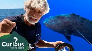 Catching And Tagging A Wild Black Grouper In Bermuda! | Ocean Vet | Curious?: Natural World