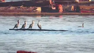 Cormorants express logboat