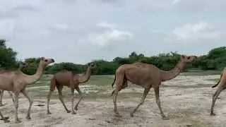 Camel fast rening styles village life style drinking a water 