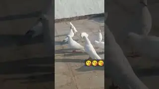 #kabooterbazi #pigeon #kabootarlovers #newchannal #pigeonchannal #kabutar #birds #pigeonlive #live